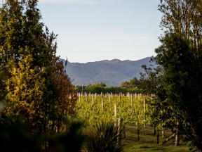 Overlooking the wine vineyards on the expansive Marlborough Lodge estate. The first vintages of wine will be produced in April of next year. (Marlborough Lodge)