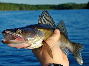 File photo of a walleye.