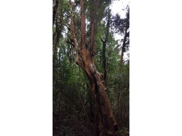 Hiking through the rainforest at the Puyehue National Park in Chile on Saturday September 7, 2019. Veronica Henri/Toronto Sun/Postmedia Network