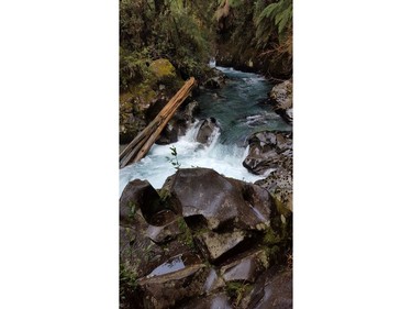 Hiking through the rainforest at the Puyehue National Park in Chile on Saturday September 7, 2019. Veronica Henri/Toronto Sun/Postmedia Network