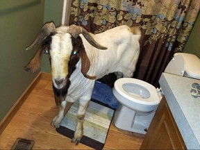 In this Friday, Oct. 4, 2019 photo, a goat stands in the bathroom of a home in Sullivan Township, Ohio. The goat named "Big Boy," who had escaped from a farm several miles away,  was found napping in the bathroom after it broke into the home by ramming through a sliding glass door. (Jenn Keathley via AP)