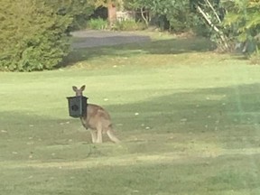 Bucket Head, the kangaroo.