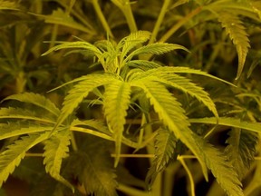 Cannabis production at Canopy Growth Corp. in Smith's Falls, Ont., on Oct. 16, 2019.