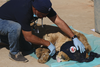 Saving the young lion, Simba, whose parents died of hunger