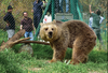 Lula, the bear, finally tastes freedom