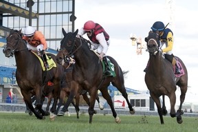 Jockey Jesse Campbell guides City Boy to victory in Saturday’s $250,000 Nearctic Stakes for owner The Estate of Gus Schickedanz and trainer Michael Keogh. (WOODBINE/MICHAEL BURNS PHOTO)