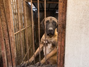 The last remaining dog slaughterhouse in Seoul, South Korea has been shut down, according to Human Society International Canada. (photo by Frank Loftus)