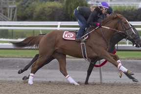 Pattison Canadian International contender Pumpkin Rumble,  breezes under exericse rider Niki Alderson for trainer Kevin Attard and owners Al and Bill Ulwelling. Pumpkin Rumble wil attempt to capture the $800,000 dollar race at Woodbine on Saturday.  Michael Burns/photo