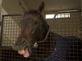 Pattison Canadian International contender Pivione will attempt to capture the $800,000 race at Woodbine on Saturday. Pivoine is a 10-1 early long shot. michael burns/photo