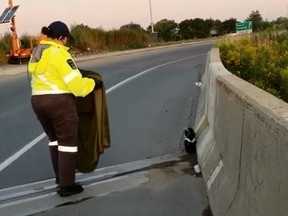 A Toronto Animal Services officer rescues a scared skunk on a highway ramp. (Instagram)