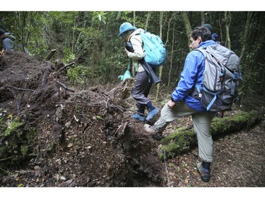 Hiking though the rainforest at the Puyehue National Park in Chile on Saturday September 7, 2019. Veronica Henri/Toronto Sun/Postmedia Network