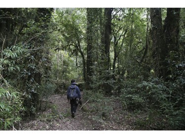 Hiking though the rainforest at the Puyehue National Park in Chile on Saturday September 7, 2019. Veronica Henri/Toronto Sun/Postmedia Network