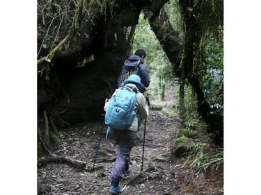 Hiking through the rainforest in Chile on Saturday September 7, 2019. Veronica Henri/Toronto Sun/Postmedia Network