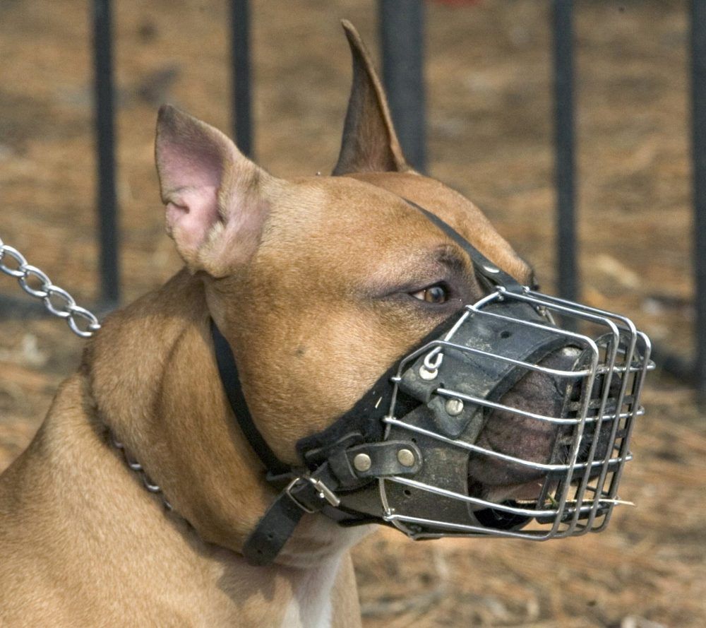Five things to know about Ontario's pit bull ban