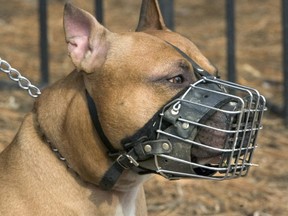Muzzled pit bull in Toronto out for a walk
