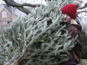 Laura Mountain carries a tree at the Toronto Beaches Lion's Club Christmas tree sale at Woodbine Beach on Saturday November 30, 2019.