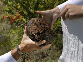 Les Ansley, and his wife Paula, collect fresh elephant dung in the Botlierskop Private Game Reserve, near Mossel Bay, South Africa, Tuesday, Oct. 24, 2019. The makers of a South African gin infused with elephant dung swear their use of the animals excrement is no gimmick. (AP Photo/Denis Farrell)