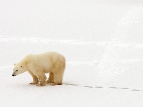 In this file photo taken on November 13, 2007 a polar bear walks in the snow near the Hudson Bay outside Churchill, Mantioba, Canada.