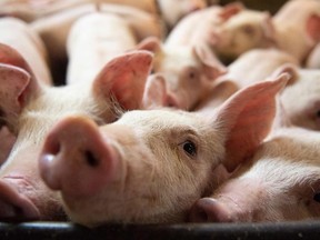 In this file photo taken on June 26, 2019, Pigs are seen at the Meloporc farm in Saint-Thomas de Joliette, Quebec, Canada.