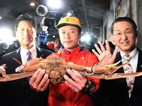 This picture shows a snow crab, sold for a record of 46,000 USD at an auction, in Tottori city on November 7, 2019.