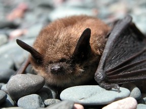 Myotis lucifugus Little Brown Bat
