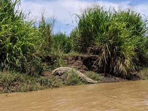 An American crocodile is seen sunbathing by the Tarcoles River. (Ling Hui/Postmedia Network)