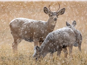 Mule deer ignore the falling snow north of Alberta's Big Hill Springs Provincial Park on Nov. 5, 2018.