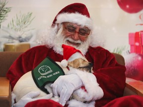Flinn Future Dog Guide with Santa