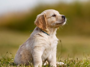 White golden retriever puppy