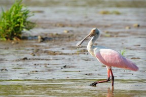 A roseate spoonbill is pictured in this undated file photo. (Getty Images)