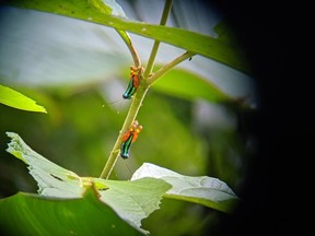 A pair of rainbow grasshoppers seen through a scope take shelter from the rain under the leaves of a tree in Manuel Antonio National Park. (Ling Hui/Postmedia Network)