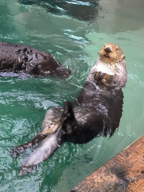Otters swim adorably at the Seattle Aquarium. (Cynthia McLeod)