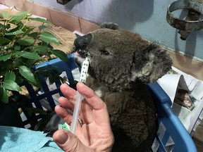 A burnt koala named Anwen, rescued from Lake Innes Nature Reserve, receives formula at the Port Macquarie Koala Hospital ICU in Port Macquarie, Australia, Nov. 7, 2019.