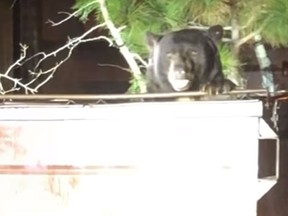 T-Shirt the bear found himself stuck in a dumpster. (Facebook)