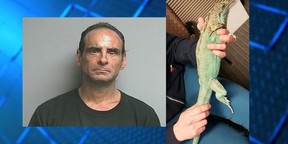 Arnold Teeter, 49, pleaded guilty to tossing iguana at an Ohio restaurant manager and was jailed, put on probation and ordered to pay $254.45 U.S. for the injured reptile’s care