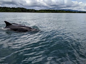 A bottlenose dolphin swims in the warm waters of Golfo Dulce. (Ling Hui/Postmedia Network)