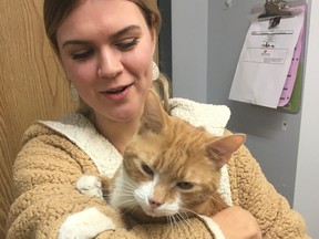Pumpkin, an eight-year-old male cat, is avail for adoption at the Toronto Humane Society. (Jane Stevenson/Toronto Sun/Postmedia Network)