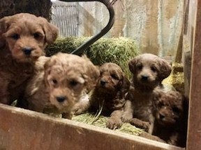 A thief snatched 19 puppies, believed to be about 10 weeks old, from a barn in rural Pilkington Township, north Of Guelph, Ont., on Friday, Dec. 13, 2019. (Ontario Provincial Police handout)