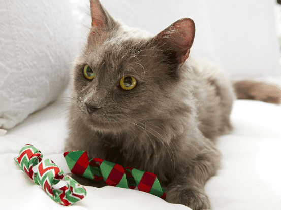 Survey: 81% of Pet Owners Buy Christmas Gifts for Dogs, Cats and