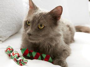 Many Ontarians will spend more on Christmas gifts for their pets than human family members. (supplied photo)