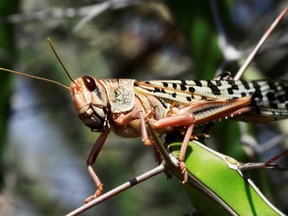 A desert locust is seen feeding on a plantation in a grazing land on the outskirt of Dusamareb in Galmudug region, Somalia. Dec. 22, 2019. (Reuters)