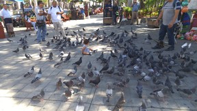 A toddler plays with the pigeons outside Mazatlan’s historic cathedral.
