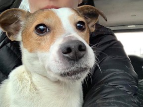 A female Jack Russell-mix dog found abandoned in a suitcase January 4, 2020 near 4100 Dundas Street West by the Dundas Street bridge. (Black Dog Rescue/Facebook)