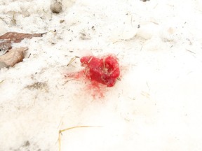 Blood stains the grass and snow where a 23-year-old woman was attacked at the York University campus in Toronto on Thursday, Jan. 23, 2020.