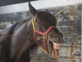 Somebody's excited for the new $1-million race for two-year-old trotters at Mohawk on Sept. 26 (MICHAEL BURNS/File photo)