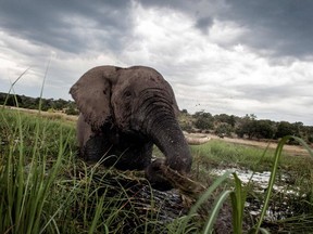 A majestic African elephant splashes at sunset. A Calgary hunting club has sparked outrage over an auction that is a license to kill one of the magnificent creatures.