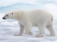 A wild polar bear going in the water from pack ice in the Arctic Ocean.