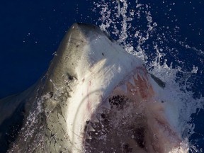 A great white shark. DISCOVERY