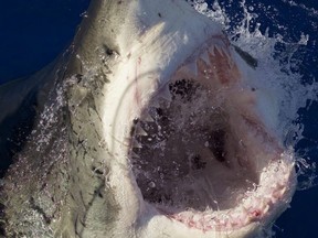 A swimmer was killed while swimming off Little Bay Beach in Sydney Wednesday when he was attacked by a 14 foot great white shark and eaten alive.