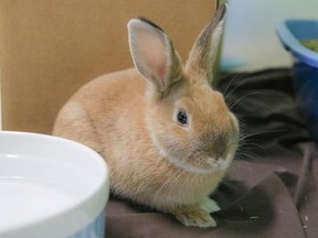 Tart the rabbit was adopted from the Toronto Humane Society during the Christmas holidays. (Supplied photo)